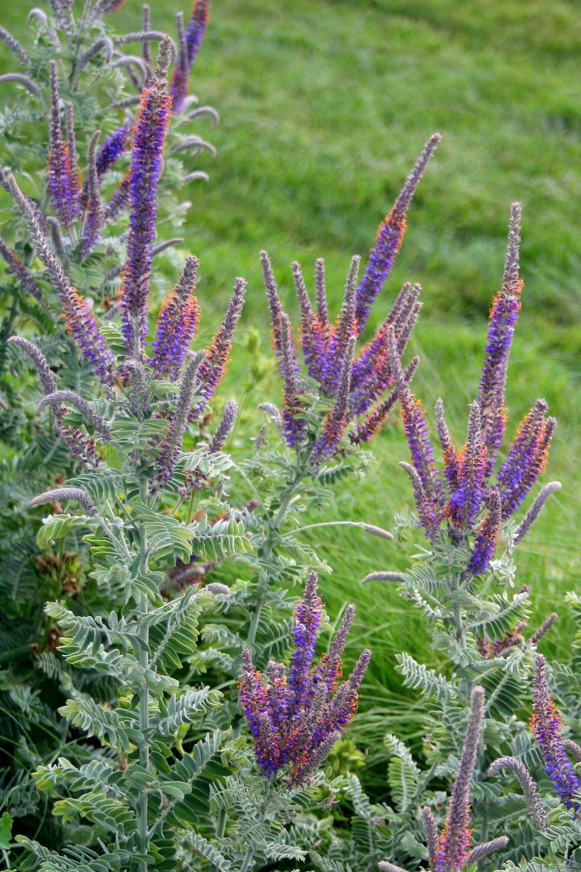 Popular wildflowers